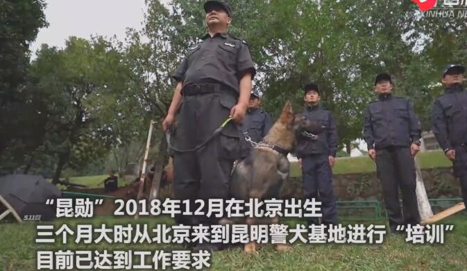 首只警用克隆犬 誕生意義非凡其有特殊身世